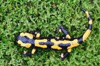 Salamandra salamandra