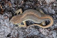 Lissotriton helveticus