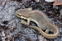 Lissotriton helveticus