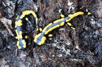 Salamandra salamandra