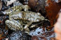 Rana temporaria