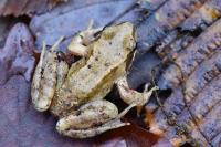 Rana temporaria