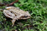 Rana temporaria