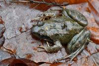 Rana temporaria
