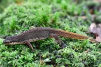 Lissotriton helveticus