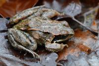 Rana temporaria