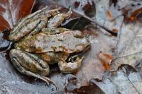 Rana temporaria