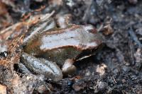 Rana temporaria