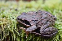 Rana temporaria