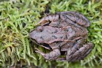 Rana temporaria