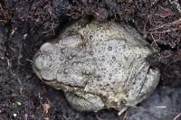 Bufo