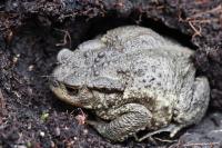 Bufo