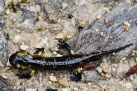Salamandra salamandra