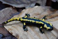 Salamandra salamandra