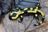 Salamandra salamandra