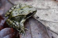 Rana temporaria