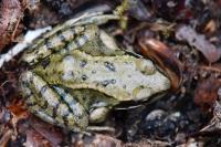 Rana temporaria