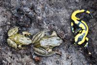 Rana temporaria