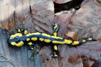 Salamandra salamandra