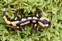 Salamandra salamandra
