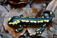 Salamandra salamandra