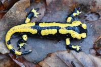 Salamandra salamandra