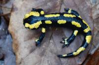 Salamandra salamandra