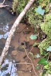 Salamandra salamandra