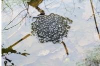 Rana temporaria