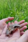 Rana dalmatina