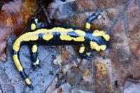 Salamandra salamandra