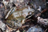 Rana temporaria