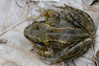 Rana temporaria