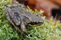 Rana temporaria