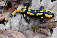 Salamandra salamandra