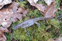 Lissotriton helveticus