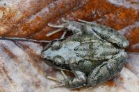 Rana temporaria