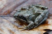 Rana temporaria