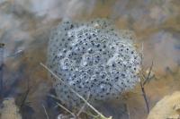 Rana dalmatina