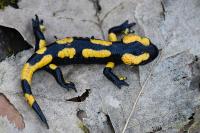 Salamandra salamandra