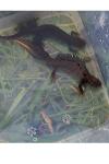 Triturus cristatus