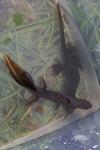 Triturus cristatus