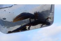 Triturus cristatus