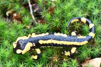 Salamandra salamandra