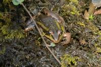Pelophylax