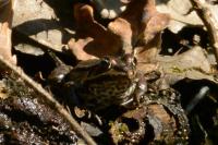 Pelophylax