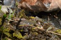 Pelophylax