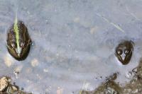 Pelophylax kl. esculentus