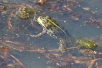 Pelophylax kl. esculentus