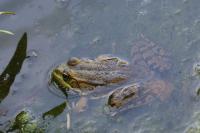 Pelophylax kl. esculentus